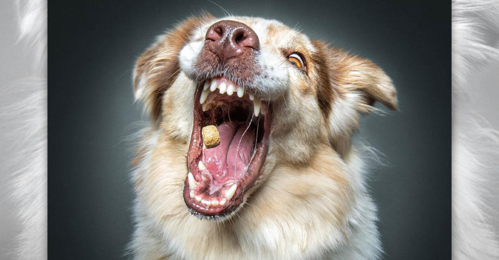 Dogs Catching Treats R Amazing!