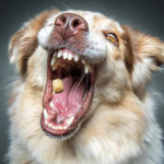 Dogs Catching Treats R Amazing!