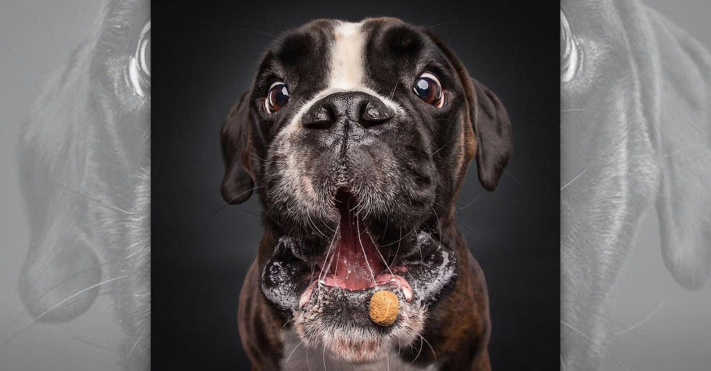 Dogs Catching Treats R Amazing!