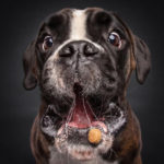 Dogs Catching Treats R Amazing!