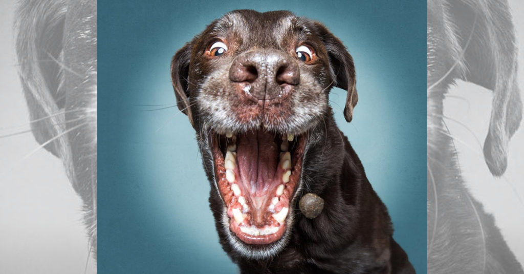 Dogs Catching Treats R Amazing!