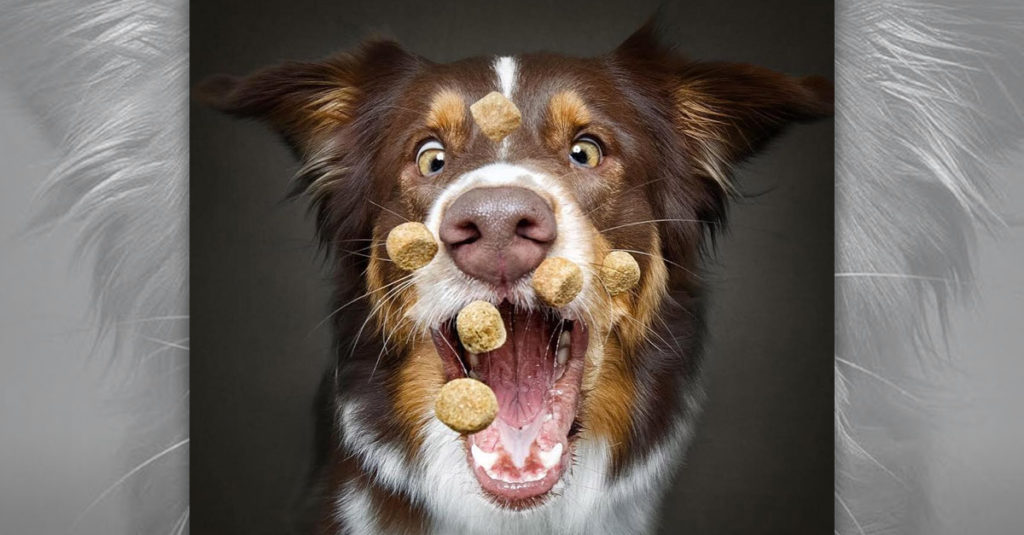 Dogs Catching Treats R Amazing!