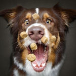 Dogs Catching Treats R Amazing!