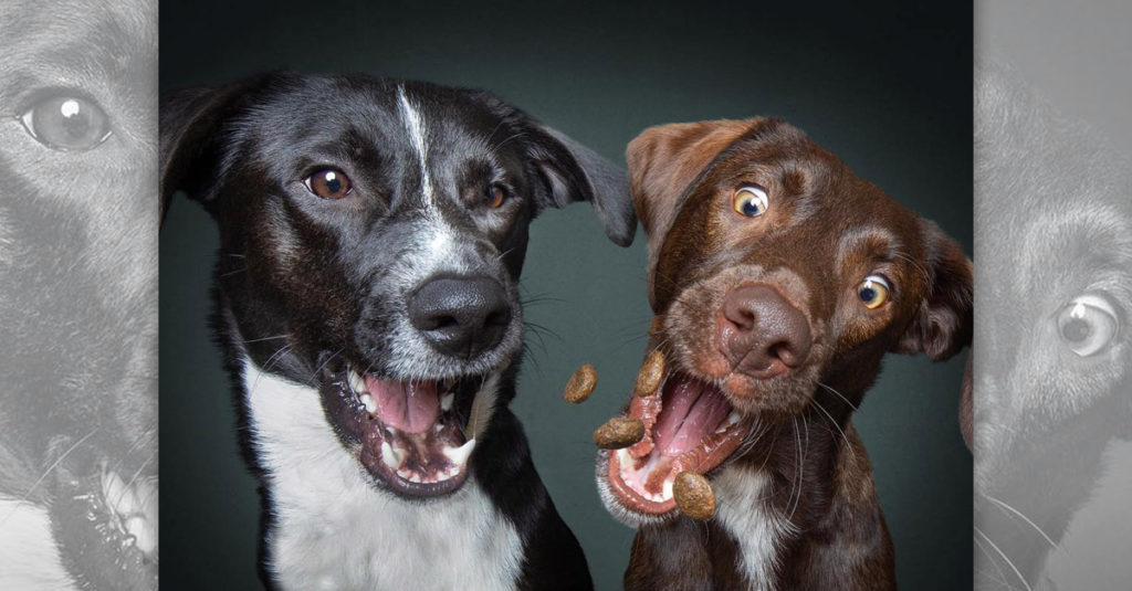 Dogs Catching Treats R Amazing!