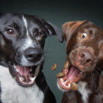 Dogs Catching Treats R Amazing!