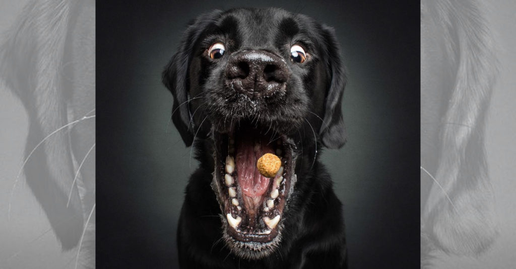 Dogs Catching Treats R Amazing!