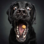 Dogs Catching Treats R Amazing!
