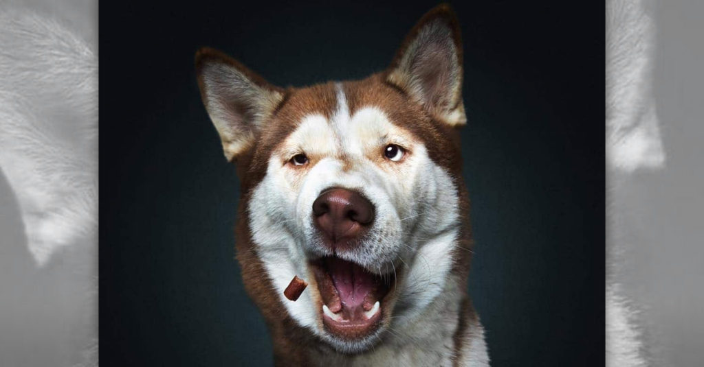 Dogs Catching Treats R Amazing!