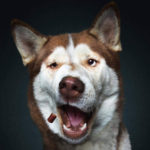 Dogs Catching Treats R Amazing!