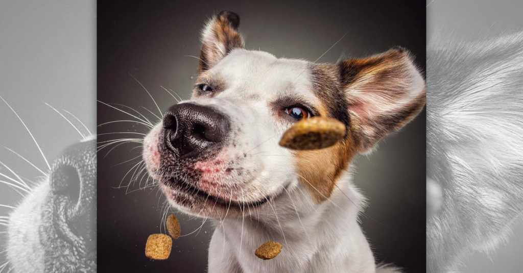 Dogs Catching Treats R Amazing!