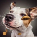 Dogs Catching Treats R Amazing!