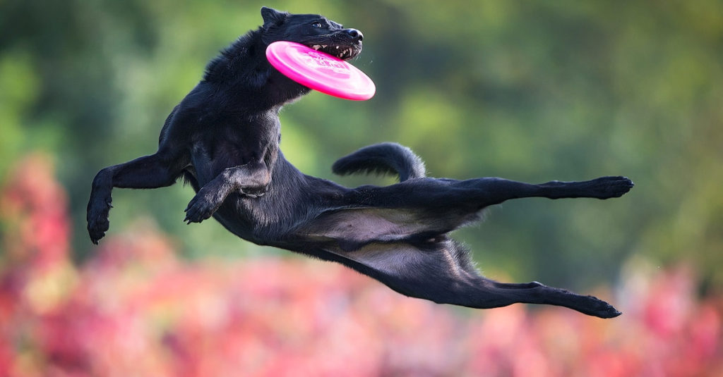 Jumping Dogs R Amazing!