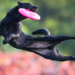 Jumping Dogs R Amazing!