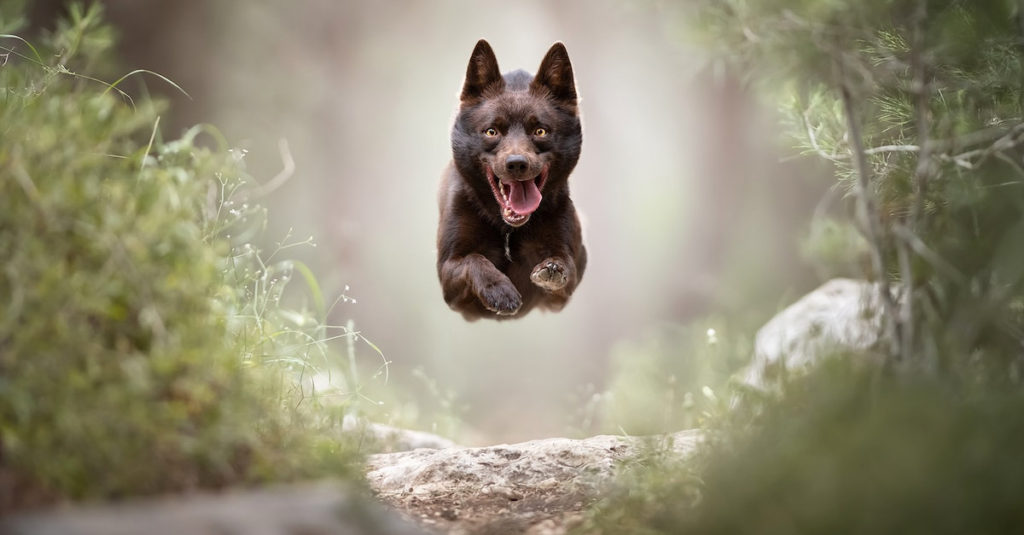 Jumping Dogs R Amazing!