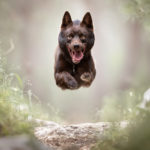 Jumping Dogs R Amazing!