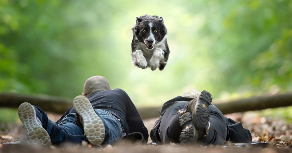 Jumping Dogs R Amazing!
