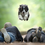 Jumping Dogs R Amazing!