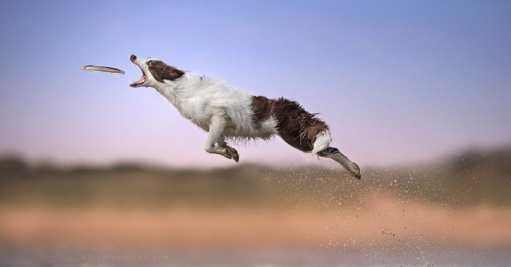 Jumping Dogs R Amazing!