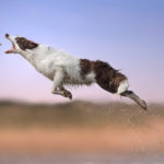 Jumping Dogs R Amazing!