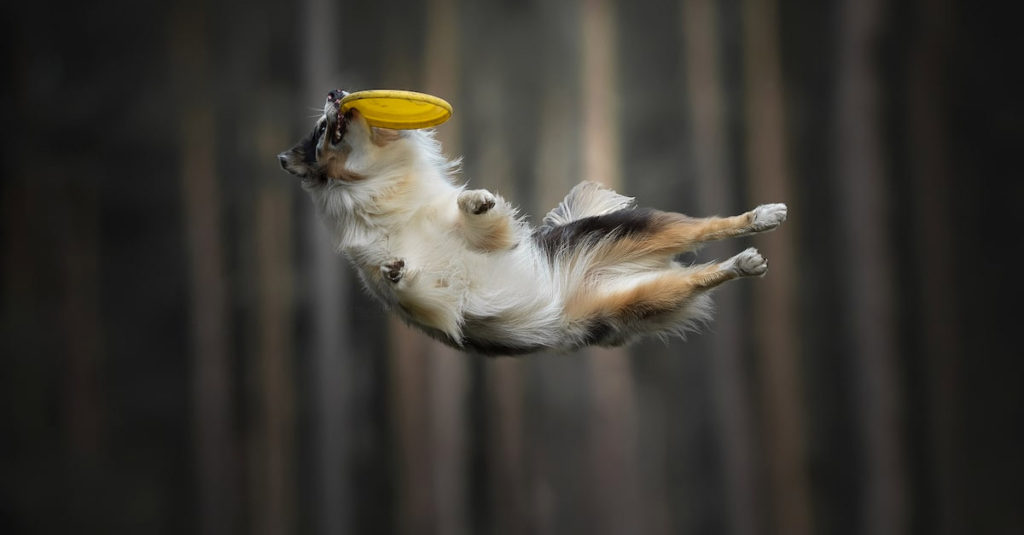 Jumping Dogs R Amazing!