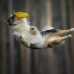 Jumping Dogs R Amazing!