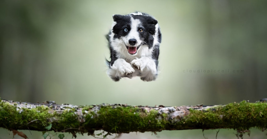 Jumping Dogs R Amazing!