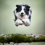 Jumping Dogs R Amazing!