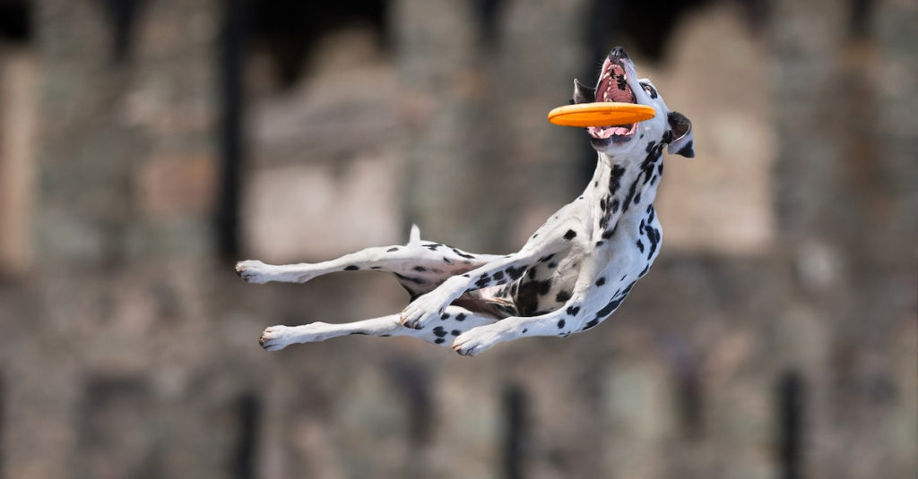 Jumping Dogs R Amazing!