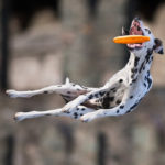 Jumping Dogs R Amazing!