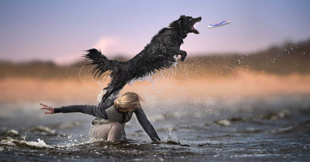 Jumping Dogs R Amazing!