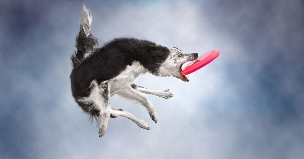 Jumping Dogs R Amazing!