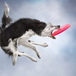 Jumping Dogs R Amazing!