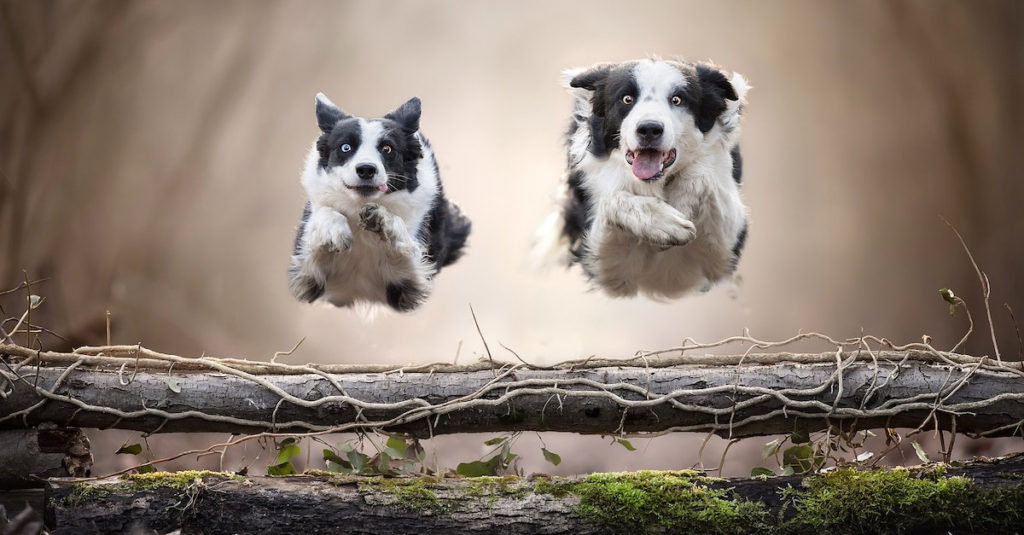 Jumping Dogs R Amazing!