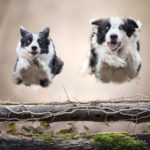 Jumping Dogs R Amazing!