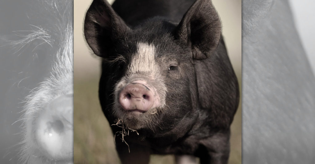 Pig Breeds R Amazing! - Berkshire Pig