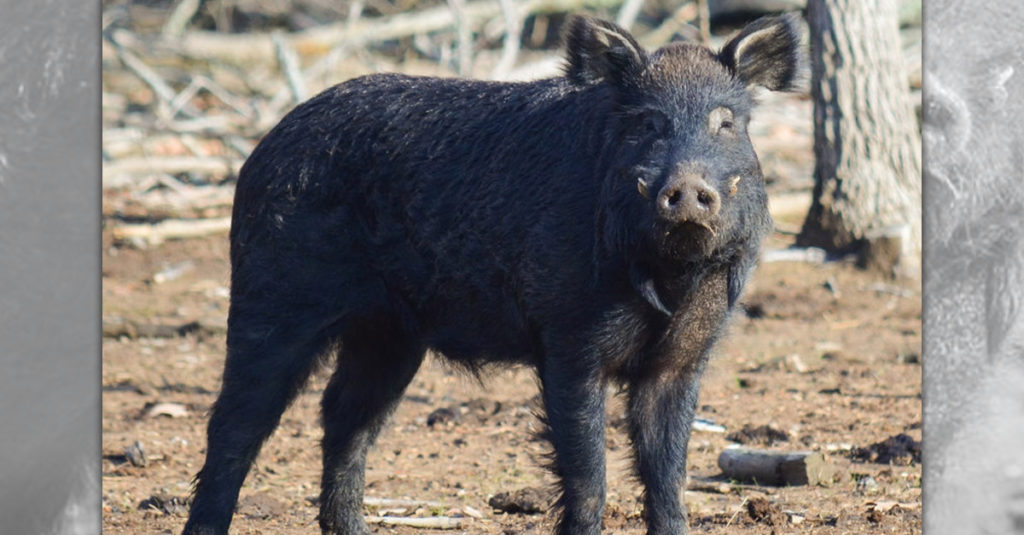 Pig Breeds R Amazing! - Choctaw Hog