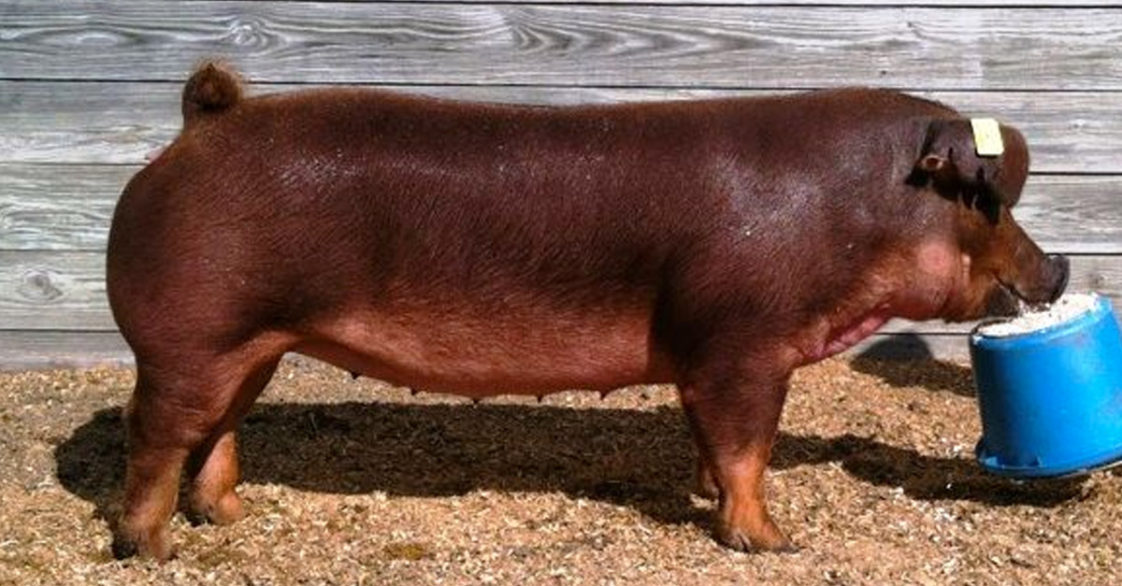 Pig Breeds R Amazing