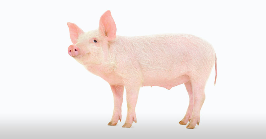 Pig Breeds R Amazing! - Gottingen Minipig