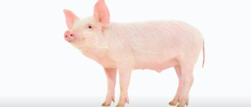 Pig Breeds R Amazing! - Gottingen Minipig