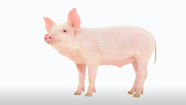 Pig Breeds R Amazing! - Gottingen Minipig