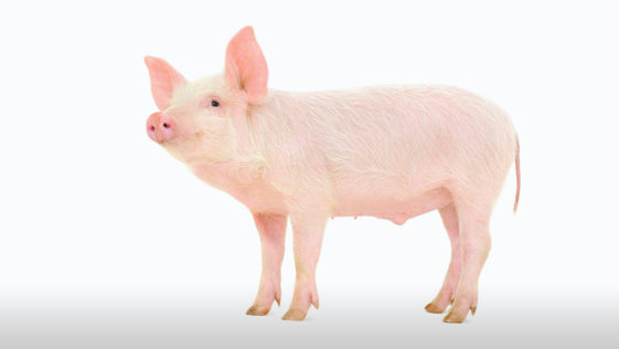 Pig Breeds R Amazing! - Gottingen Minipig