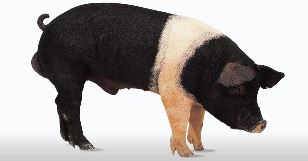 Pig Breeds R Amazing! - Hampshire Pig