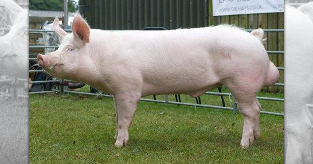Pig Breeds R Amazing! - Large White Pig