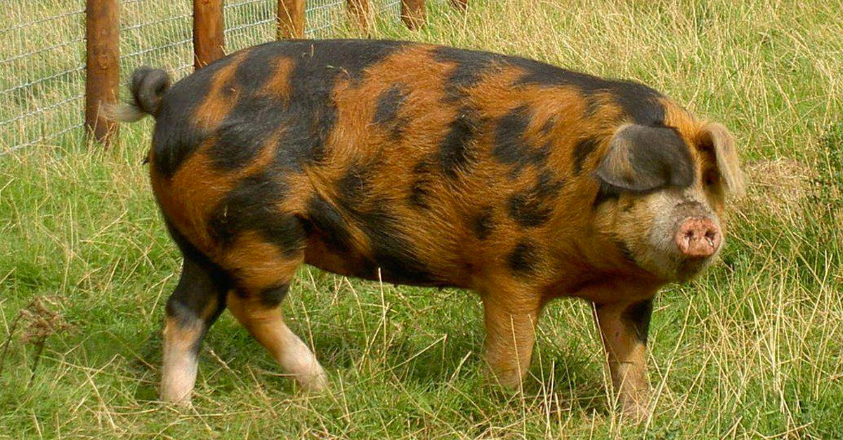 Pig Breeds Black And White At Tanreidblog Blog