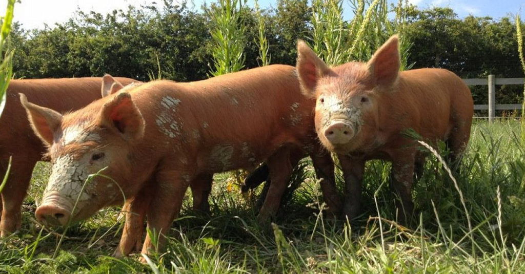 Pig Breeds R Amazing! - Tamworth Pig