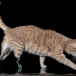 Vito The Cat Had Both Back Legs Amputated