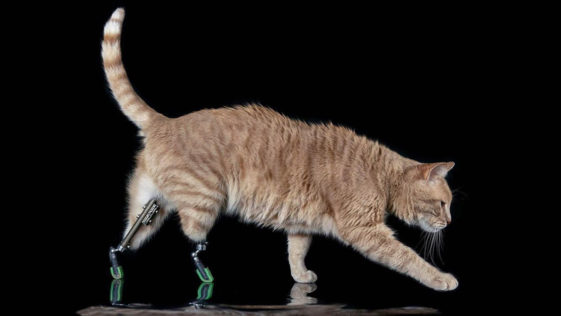 Vito The Cat Had Both Back Legs Amputated