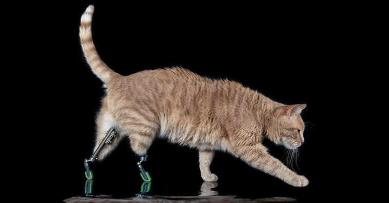 Vito The Cat Had Both Back Legs Amputated