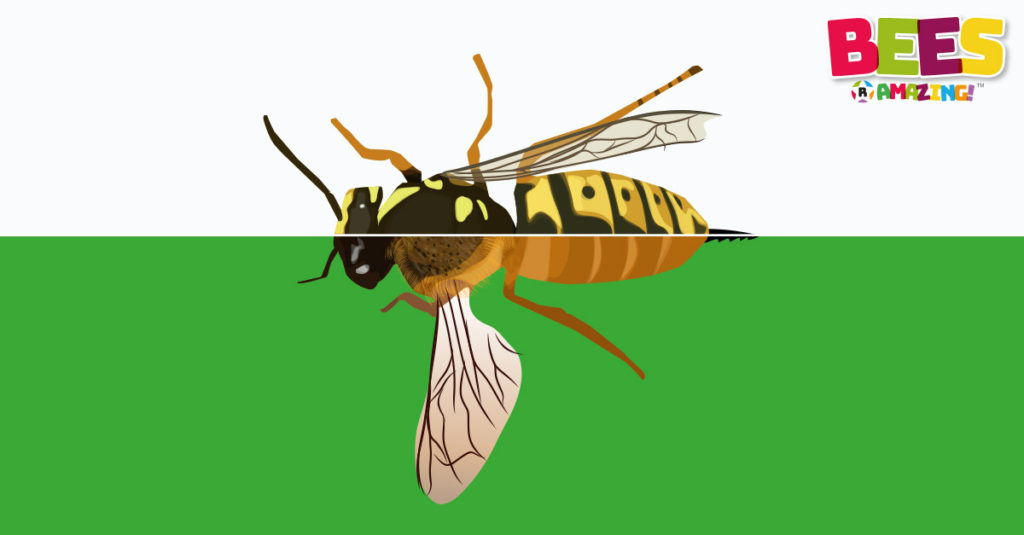 Bees R Amazing! - Bees and Wasps