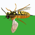 Bees R Amazing! - Bees and Wasps